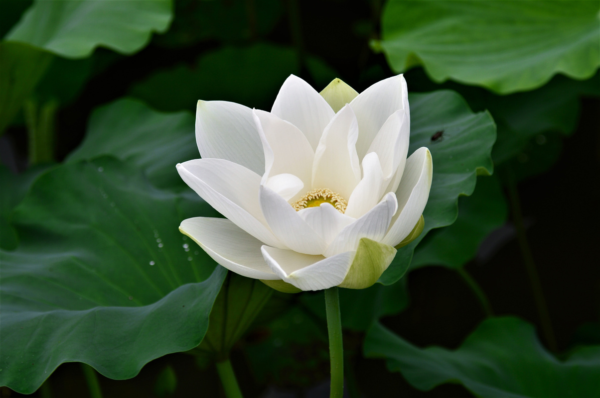 White Lotus Flower In Nature